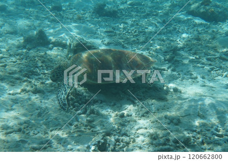 水中から見たウミガメ 水中から見たウミガメ 120662800