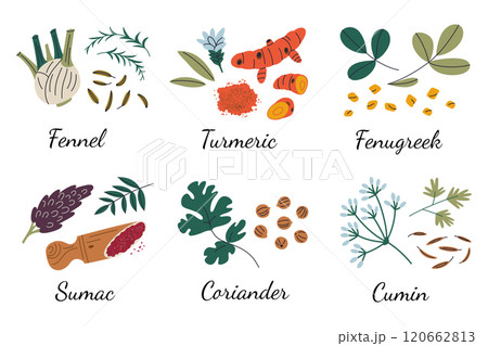 Vector illustration of flat spices, collection of seeds of fennel, turmeric ground, fenugreek, sumac, coriander, and cumin. Aesthetic doodle set for posters, seasoning packaging or kitchen themes 120662813