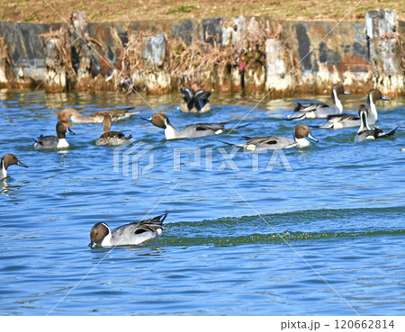 水面で戯れるオナガガモ 水面で戯れるオナガガモ 120662814