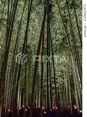 嵐山花灯路　竹林の散策路 120662972