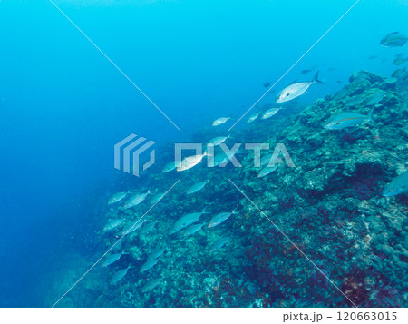 キビナゴの大群を襲う迫力あるカンパチとツムブリ（アジ科）の群れ。南伊豆町中木ヒリゾ浜2024年 120663015