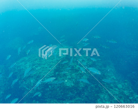 キビナゴの大群を襲う迫力あるカンパチとツムブリ（アジ科）の群れ。南伊豆町中木ヒリゾ浜2024年 120663016