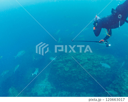 キビナゴの大群を襲う迫力あるカンパチとツムブリ(アジ科)の群れ。撮影するスキンダイバーもいる。 キビナゴの大群を襲う迫力あるカンパチとツムブリ(アジ科)の群れ。撮影するスキンダイバーもいる。 120663017
