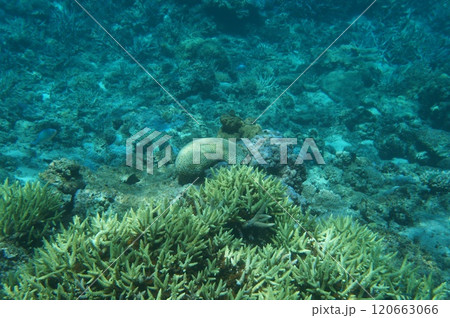 座間味島の様々なサンゴが広がる珊瑚礁 120663066