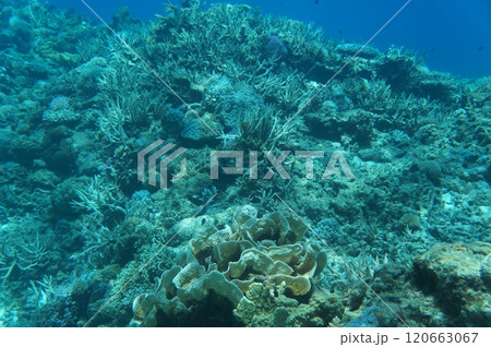 座間味島の様々なサンゴが広がる珊瑚礁 120663067