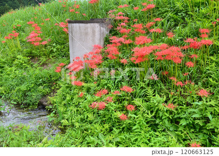 蓑沢彼岸花公園　2024-9-29　＃66 120663125