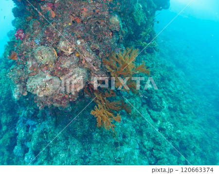 ウミカラマツが生えるドロップオフのキンギョハナダイ、ウメイロモドキ、キホシスズメダイ他の群れ 120663374