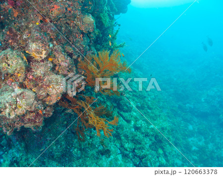 ウミカラマツが生えるドロップオフのキンギョハナダイ、ウメイロモドキ、キホシスズメダイ他の群れ ウミカラマツが生えるドロップオフのキンギョハナダイ、ウメイロモドキ、キホシスズメダイ他の群れ 120663378