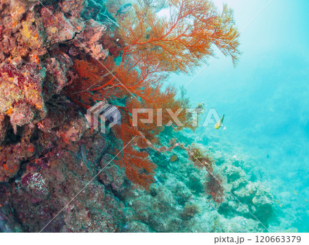 ウミカラマツが生えるドロップオフのキンギョハナダイ、ウメイロモドキ、キホシスズメダイ他の群れ 120663379