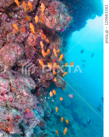 ウミカラマツが生えるドロップオフのキンギョハナダイ、ウメイロモドキ、キホシスズメダイ他の群れ 120663381