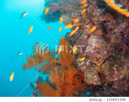 ウミカラマツが生えるドロップオフのキンギョハナダイ、ウメイロモドキ、キホシスズメダイ他の群れ ウミカラマツが生えるドロップオフのキンギョハナダイ、ウメイロモドキ、キホシスズメダイ他の群れ 120663386