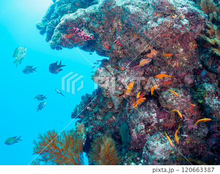 ウミカラマツが生えるドロップオフのキンギョハナダイ、ウメイロモドキ、キホシスズメダイ他の群れ 120663387