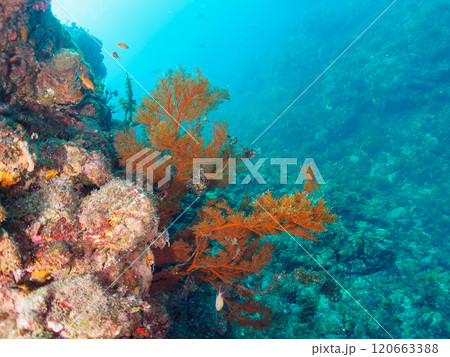 ウミカラマツが生えるドロップオフのキンギョハナダイ、ウメイロモドキ、キホシスズメダイ他の群れ 120663388