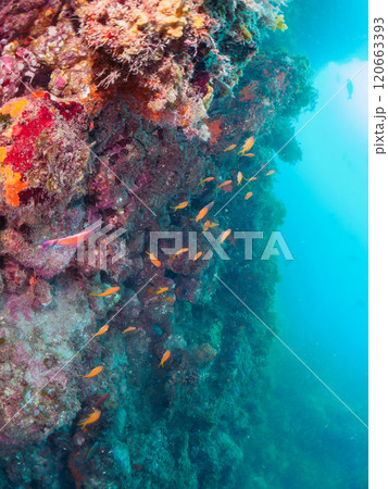 ウミカラマツが生えるドロップオフのキンギョハナダイ、ウメイロモドキ、キホシスズメダイ他の群れ 120663393