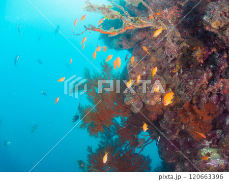 ウミカラマツが生えるドロップオフのキンギョハナダイ、ウメイロモドキ、キホシスズメダイ他の群れ ウミカラマツが生えるドロップオフのキンギョハナダイ、ウメイロモドキ、キホシスズメダイ他の群れ 120663396