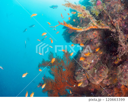 ウミカラマツが生えるドロップオフのキンギョハナダイ、ウメイロモドキ、キホシスズメダイ他の群れ 120663399