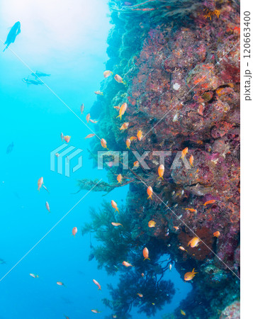 ウミカラマツが生えるドロップオフのキンギョハナダイ、ウメイロモドキ、キホシスズメダイ他の群れ 120663400