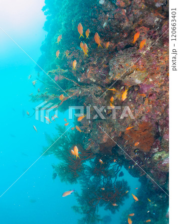 ウミカラマツが生えるドロップオフのキンギョハナダイ、ウメイロモドキ、キホシスズメダイ他の群れ 120663401