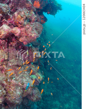 ウミカラマツが生えるドロップオフのキンギョハナダイ、ウメイロモドキ、キホシスズメダイ他の群れ 120663404