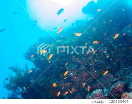 ウミカラマツが生えるドロップオフのキンギョハナダイ、ウメイロモドキ、キホシスズメダイ他の群れ 120663405