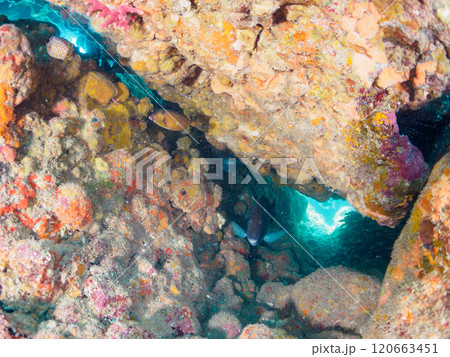 美しいホウライヒメジ（ヒメジ科）、ニザダイ（ニザダイ科）他の群れ。南伊豆町中木ヒリゾ浜2024年 120663451