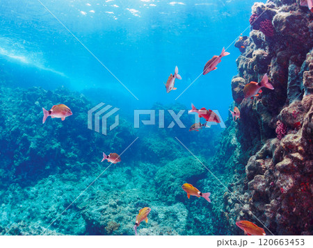 美しいホウライヒメジ(ヒメジ科)、ニザダイ(ニザダイ科)他の群れ。南伊豆町中木ヒリゾ浜2024年 美しいホウライヒメジ(ヒメジ科)、ニザダイ(ニザダイ科)他の群れ。南伊豆町中木ヒリゾ浜2024年 120663453