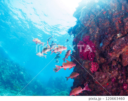 美しいホウライヒメジ（ヒメジ科）、ニザダイ（ニザダイ科）他の群れ。南伊豆町中木ヒリゾ浜2024年 120663460
