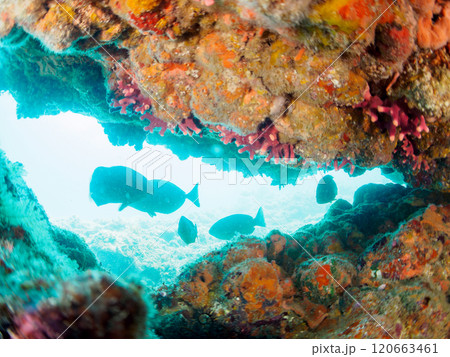 美しいホウライヒメジ（ヒメジ科）、ニザダイ（ニザダイ科）他の群れ。南伊豆町中木ヒリゾ浜2024年 120663461