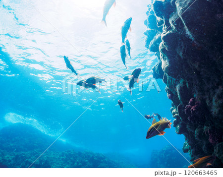 美しいホウライヒメジ(ヒメジ科)、ニザダイ(ニザダイ科)他の群れ。南伊豆町中木ヒリゾ浜2024年 美しいホウライヒメジ(ヒメジ科)、ニザダイ(ニザダイ科)他の群れ。南伊豆町中木ヒリゾ浜2024年 120663465