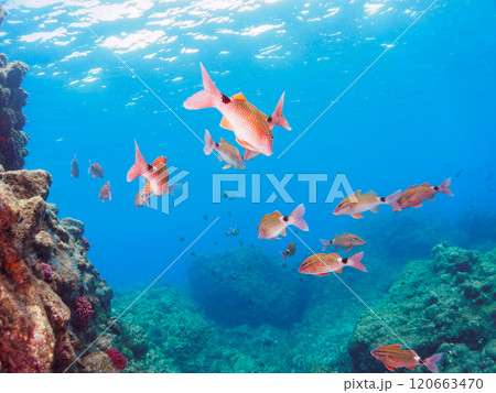 美しいホウライヒメジ(ヒメジ科)、ニザダイ(ニザダイ科)他の群れ。南伊豆町中木ヒリゾ浜2024年 美しいホウライヒメジ(ヒメジ科)、ニザダイ(ニザダイ科)他の群れ。南伊豆町中木ヒリゾ浜2024年 120663470
