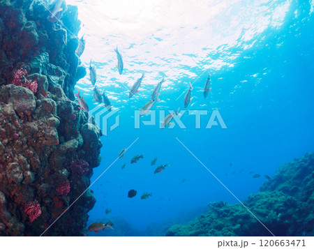 美しいホウライヒメジ(ヒメジ科)、ニザダイ(ニザダイ科)他の群れ。南伊豆町中木ヒリゾ浜2024年 美しいホウライヒメジ(ヒメジ科)、ニザダイ(ニザダイ科)他の群れ。南伊豆町中木ヒリゾ浜2024年 120663471