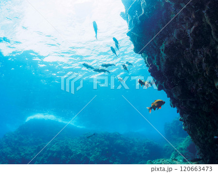 美しいホウライヒメジ（ヒメジ科）、ニザダイ（ニザダイ科）他の群れ。南伊豆町中木ヒリゾ浜2024年 120663473