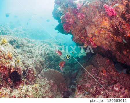 美しいツノダシ、ホウライヒメジ、ニザダイ、チョウチョウウオ他の群れ。南伊豆町中木ヒリゾ浜2024年 120663611