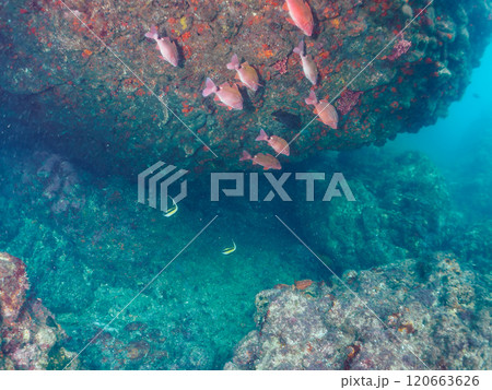 美しいツノダシ、ホウライヒメジ、ニザダイ、チョウチョウウオ他の群れ。南伊豆町中木ヒリゾ浜2024年 120663626
