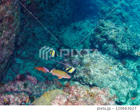美しいツノダシ、ホウライヒメジ、ニザダイ、チョウチョウウオ他の群れ。南伊豆町中木ヒリゾ浜2024年 120663627