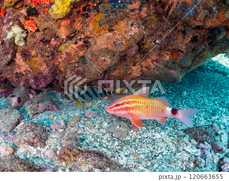 イボヤギ(キサンゴ科)他の群生と美しいホウライヒメジ(ヒメジ科)の他群れ。南伊豆中木ヒリゾ浜2024 イボヤギ(キサンゴ科)他の群生と美しいホウライヒメジ(ヒメジ科)の他群れ。南伊豆中木ヒリゾ浜2024 120663655