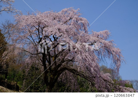 枝垂れ桜のある風景　【相模原市津久井　4月】 120663847