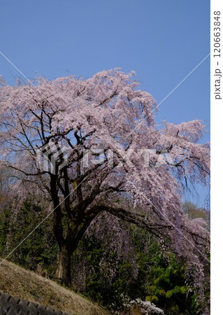 観音寺の枝垂れ桜　【相模原市津久井　4月】 120663848