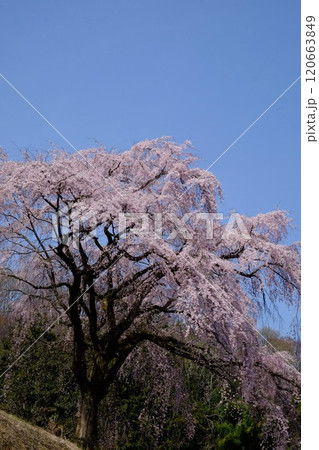 青空に映える枝垂れ桜 【相模原市津久井 4月】 青空に映える枝垂れ桜 【相模原市津久井 4月】 120663849