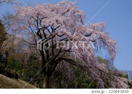 春の日差しを浴びる枝垂れ桜　【相模原市津久井　4月】 120663850