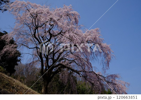 山の斜面に咲く枝垂れ桜 【相模原市津久井 4月】 山の斜面に咲く枝垂れ桜 【相模原市津久井 4月】 120663851
