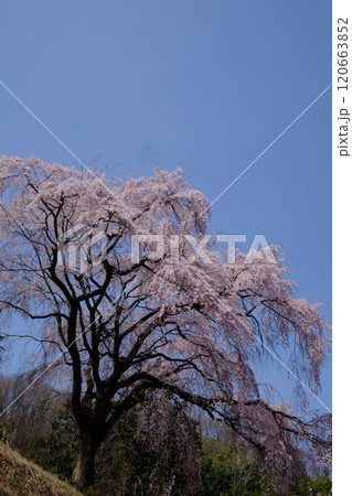 春を告げる枝垂れ桜　【相模原市津久井　4月】 120663852
