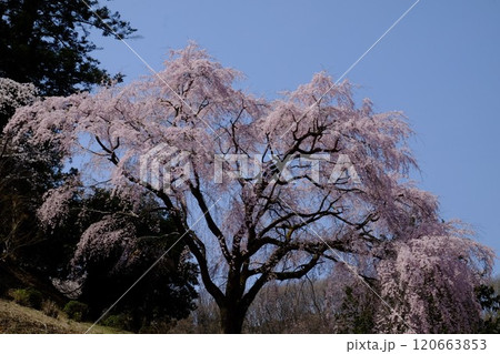 春の日差しを浴びる枝垂れ桜　【相模原市津久井　4月】 120663853