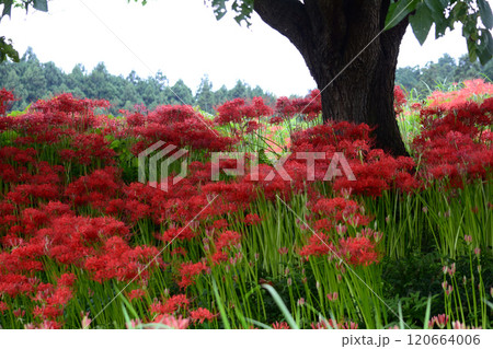 蓑沢彼岸花公園　2024-9-29　＃79 120664006
