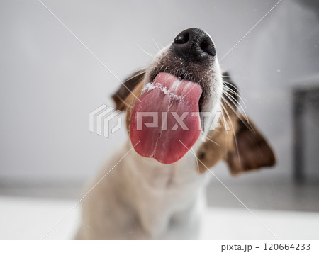 Jack Russell Terrier dog licking transparent glass on white background. Jack Russell Terrier dog licking transparent glass on white background. 120664233