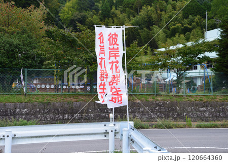 蓑沢彼岸花公園　2024-9-29　＃84 120664360