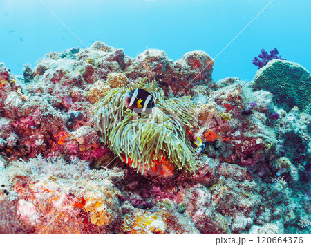 美しいイソギンチャク畑の可愛いクマノミ（クマノミ亜科）のペア他。賀茂郡南伊豆町中木ヒリゾ浜-2024 120664376