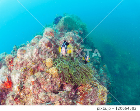 美しいイソギンチャク畑の可愛いクマノミ（クマノミ亜科）のペア他。賀茂郡南伊豆町中木ヒリゾ浜-2024 120664382