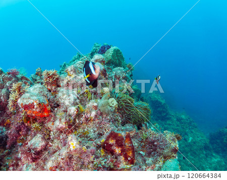 美しいイソギンチャク畑の可愛いクマノミ（クマノミ亜科）のペア他。賀茂郡南伊豆町中木ヒリゾ浜-2024 120664384