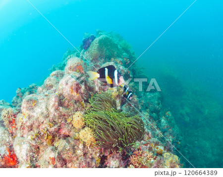 美しいイソギンチャク畑の可愛いクマノミ（クマノミ亜科）のペア他。賀茂郡南伊豆町中木ヒリゾ浜-2024 120664389